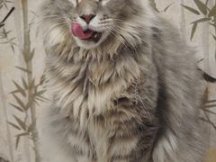 -楼上猫咖(罗湖店)