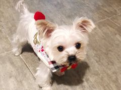 -PETKIT 小佩宠物·低压洗护·美容·寄养(安远店)