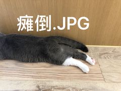 -CAT’S MEWSTAR CAFE·喵星球猫屋(晴湾咖啡店)