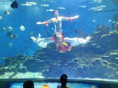 -海合安武汉极地海洋公园