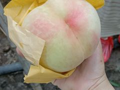 -老袁家蜜桃农场·阳山水蜜桃