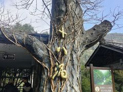 -磐安十八涡景区