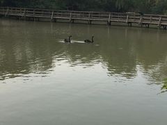 -溱湖国家湿地公园