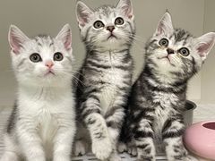 -lincat·猫舍(广州店)