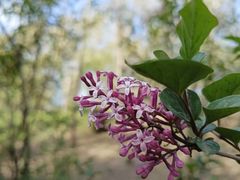 -群力丁香公园