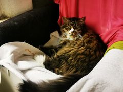 -Anne猫窝咖啡屋