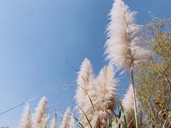 -梁鸿国家湿地公园