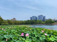 -莲花池公园