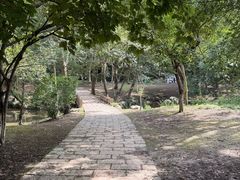 -大塘金香草谷
