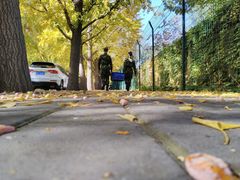 -三里屯东五街银杏大道