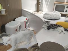 -COLOR PETS 撸猫馆·购猫·猫咖(长风大悦城店)