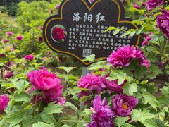 -洛阳市隋唐城遗址植物园
