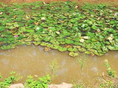 -盘龙城国家考古遗址公园