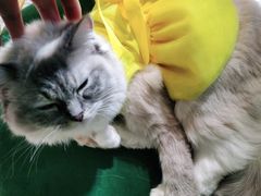 -喵喵咪呀布偶猫咖(春熙路店)