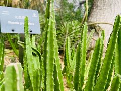 -深圳仙湖植物园