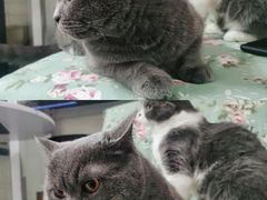 -我爱猫咪·猫咖·狗咖·安哥拉兔·羊驼咖(小寨华旗店)