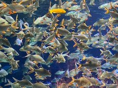 -成都浩海立方海洋公园