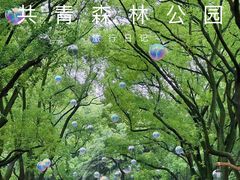 -上海共青森林公园