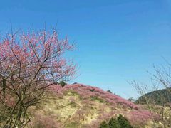 -新建村梅花
