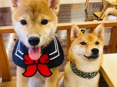 -豆柴町-柴犬主题狗咖(红鼎国际C座店)