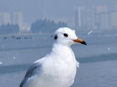 -海埂大坝
