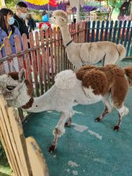 -萌宠亲子动物乐园(槐房万达店)