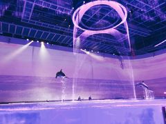 表演剧场-上海海昌海洋公园
