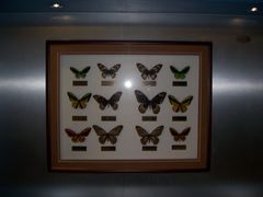 -上海昆虫博物馆