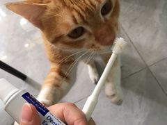 -创凡宠物医院·骨专科  猫科中心(西乡分院)