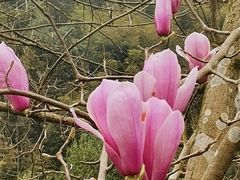-鹿亭中村