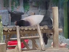 -栾川竹海野生动物园