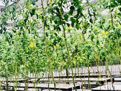 -泰山花样年华景区