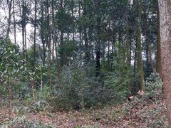 -中国大熊猫保护研究中心雅安碧峰峡基地