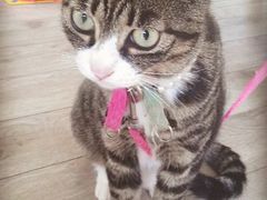 android_upload_pic-海边的猫和咖啡馆