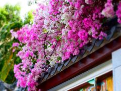 -深圳国际园林花卉博览园
