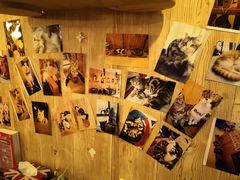 -名猫咖啡馆·撸猫·拼豆