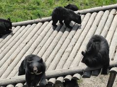 -黑瞎子岛探秘野熊园