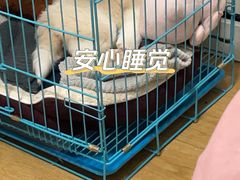-翊宠yipet猫狗购宠庄园犬舍•猫舍