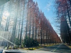 -黄海国家森林公园