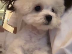 -天使宠物医院·犬猫分诊(彩虹店)