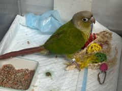 -爱侣宠医·鹦鹉专科·小型哺乳类·异宠专科(灵石路店)