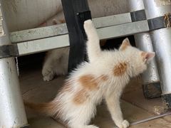 -庞各庄翠芳园西瓜蔬菜基地采摘园