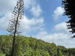 -深圳仙湖植物园
