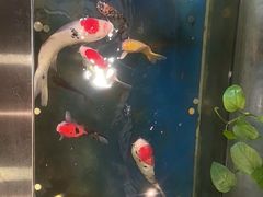 -洞庭家宴·头牌甲鱼(广渠门店)