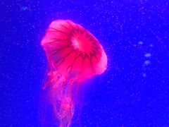 -芜湖新华联大白鲸海洋公园