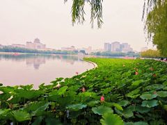 -莲花池公园