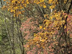 -五营红松林海景区