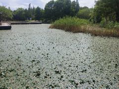 -同里国家湿地公园