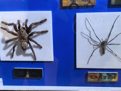 -上海昆虫博物馆