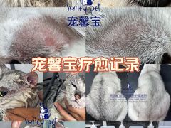 -汪小喵宠物·戴维斯乐芳希施宠馨宝皮毛调理洗护店